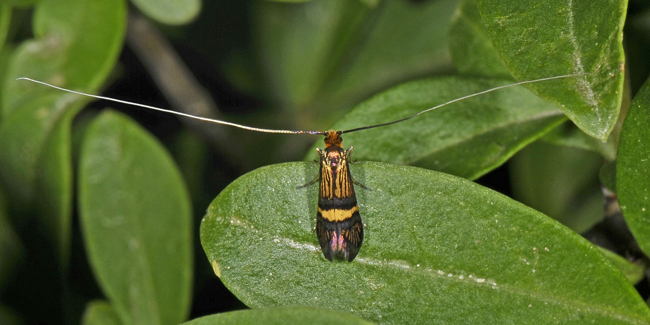 Adela croesella? S